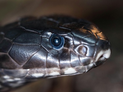 Snake‑eyed lizard