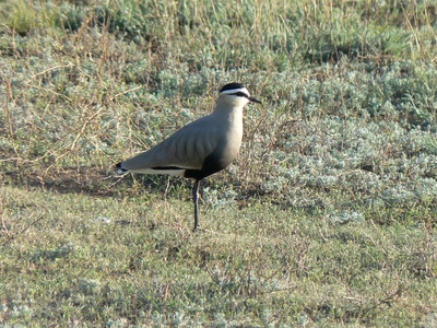 Sociable lapwing