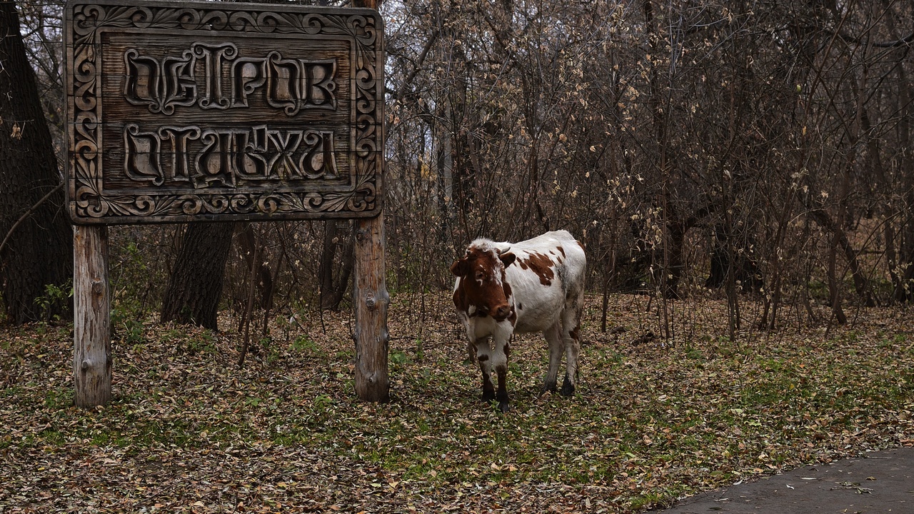A community group walking together in a park, building social connections