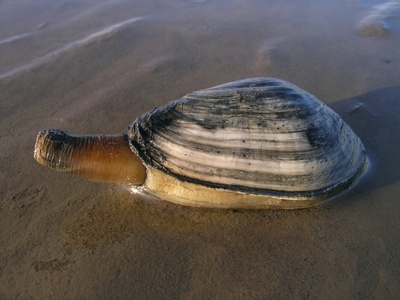 Soft-shell clam (steamer)