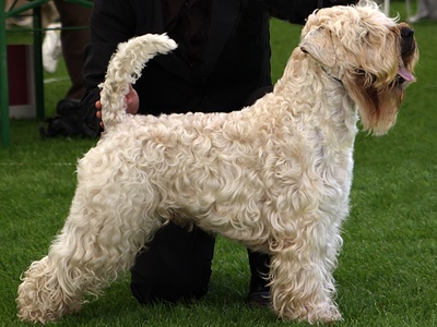 Soft Coated Wheaten Terrier