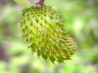 Soursop (Guanabana)