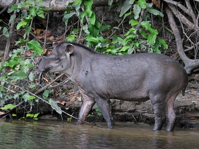 South American Tapir