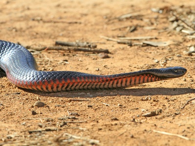 Southern African Python