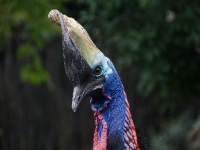 Southern cassowary