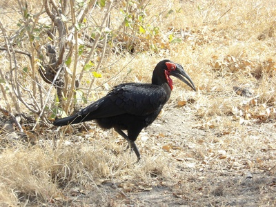 Southern Ground Hornbill