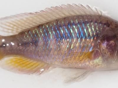 Southern Mouthbrooder