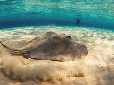 Southern stingray