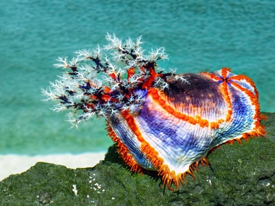 Spanish Dancer Nudibranch