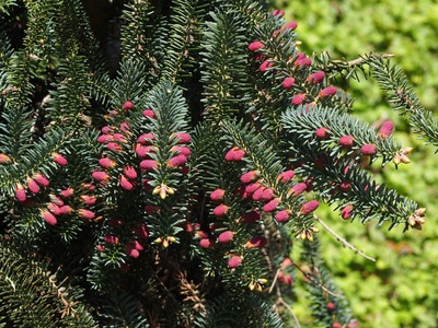 Spanish fir