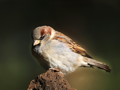 Spanish Sparrow