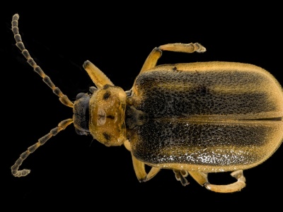 Spatterdock Beetle