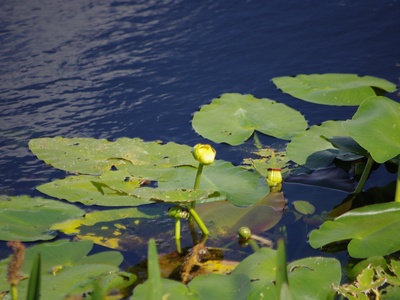 Spatterdock (yellow pond‑lily)