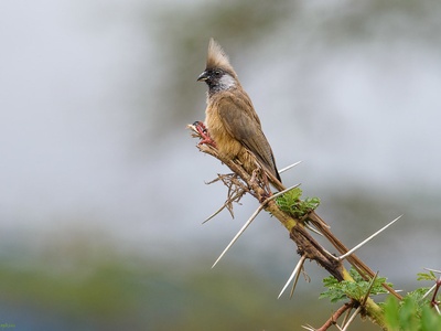 Speckled Mousebird