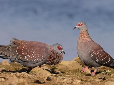 Speckled Pigeon