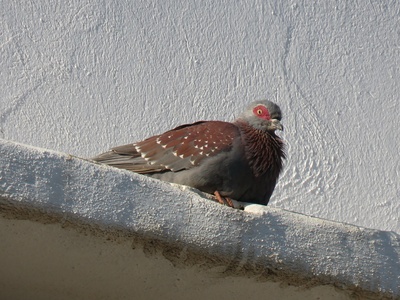 Speckled Pigeon