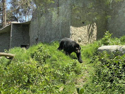 Spectacled Bear (Oso Frontino)