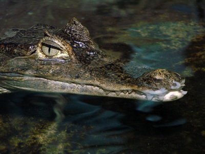 Spectacled Caiman