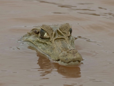 Spectacled caiman