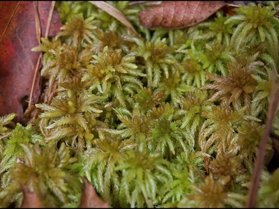 Sphagnum Moss