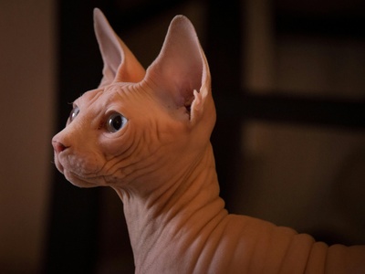 Sphynx