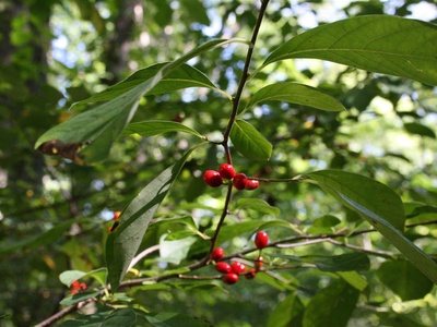 Spicebush