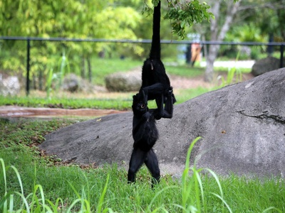 Spider monkey (Geoffroy's spider monkey)