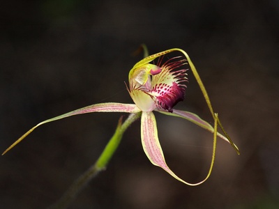 Spider Orchid