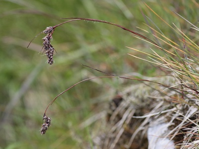 Spiked Wood-rush