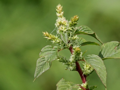 Spiny Amaranth