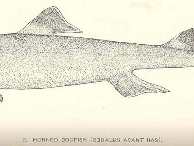Spiny Dogfish