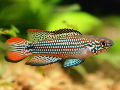 Splendid Annual Killifish