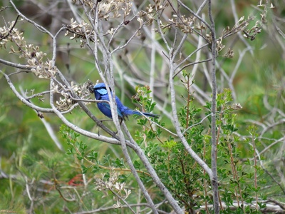 Splendid Fairywren