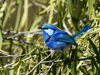 Splendid Fairywren