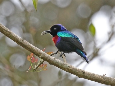 Splendid Sunbird