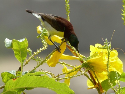 Splendid Sunbird