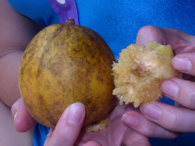 Spondias dulcis (Ambarella)