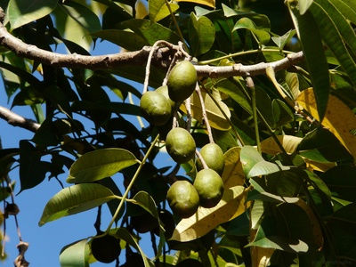 Spondias mombin (Hog plum)