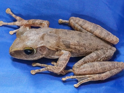 Spot-legged Tree Frog