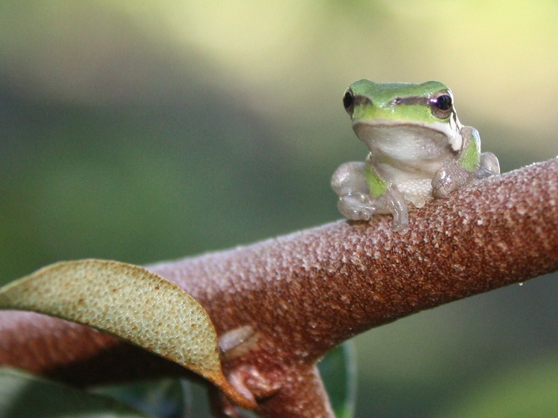 Endangered Species In Jamaica: The Complete List - Flora Fauna Fun