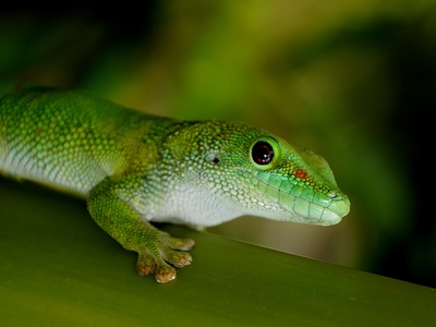 Spotted-neck Day Gecko