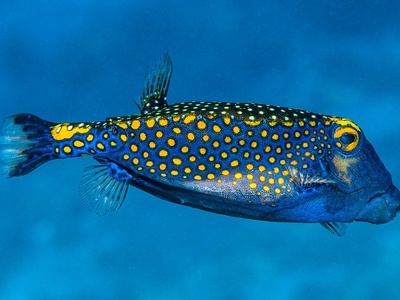 Spotted boxfish