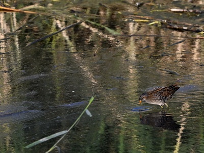Spotted Crake
