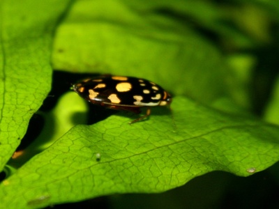Spotted Diving Beetle