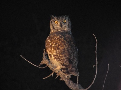 Spotted Eagle-Owl