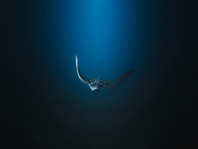 Spotted Eagle Ray