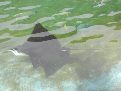 Spotted eagle ray