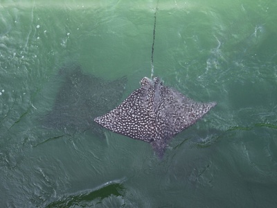 Spotted eagle ray