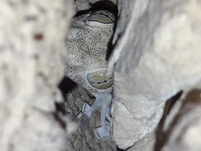 Spotted Fan-toed Gecko