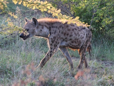 Spotted Hyena